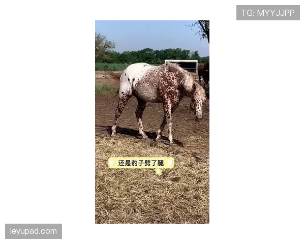 富里睡醒发现自家马场又多两匹新马,账单比对手血条还长 富里睡醒发现自家马场又多两匹新马,账单比对手血条还长